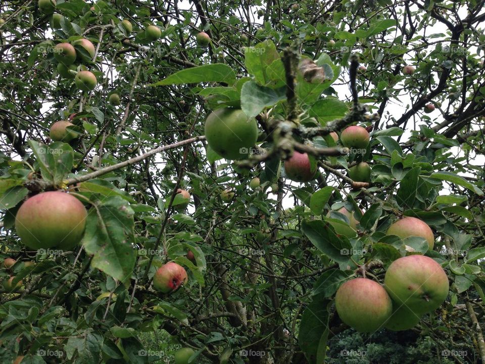 Apple tree with fruit