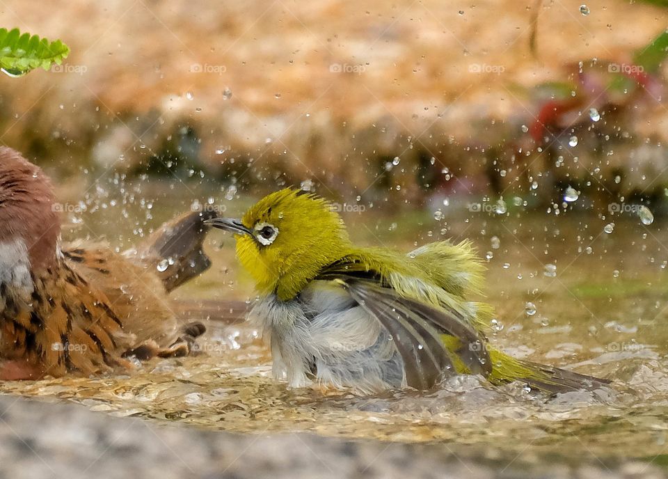 Japanese White-eye Brird bathing 1