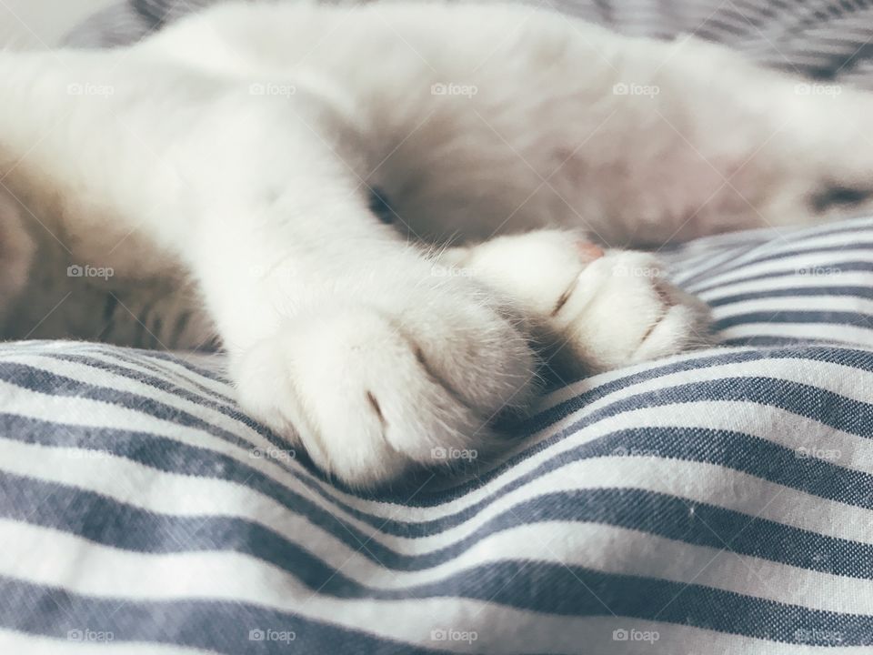 Cat paw. 