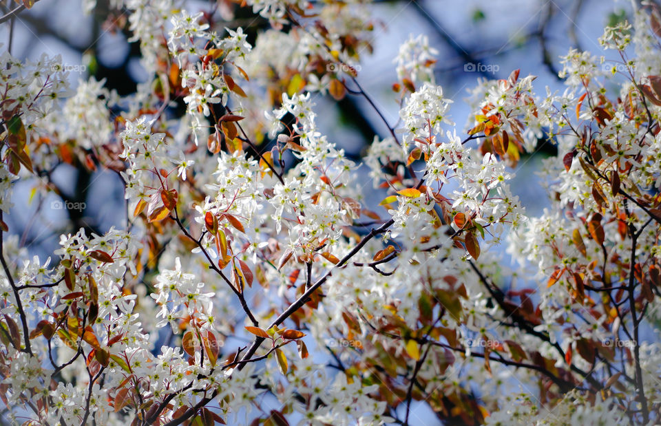 Closeup of white flowers growing on apple tree in Berlin, Germany.