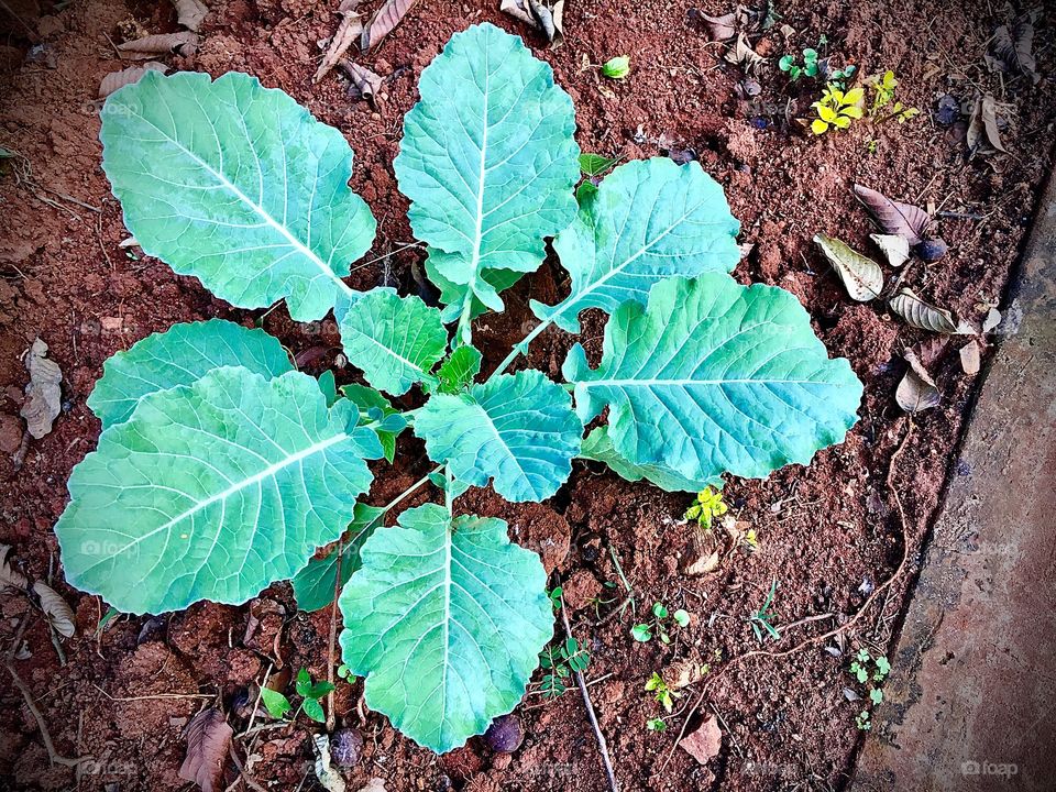 Sukuma wiki 