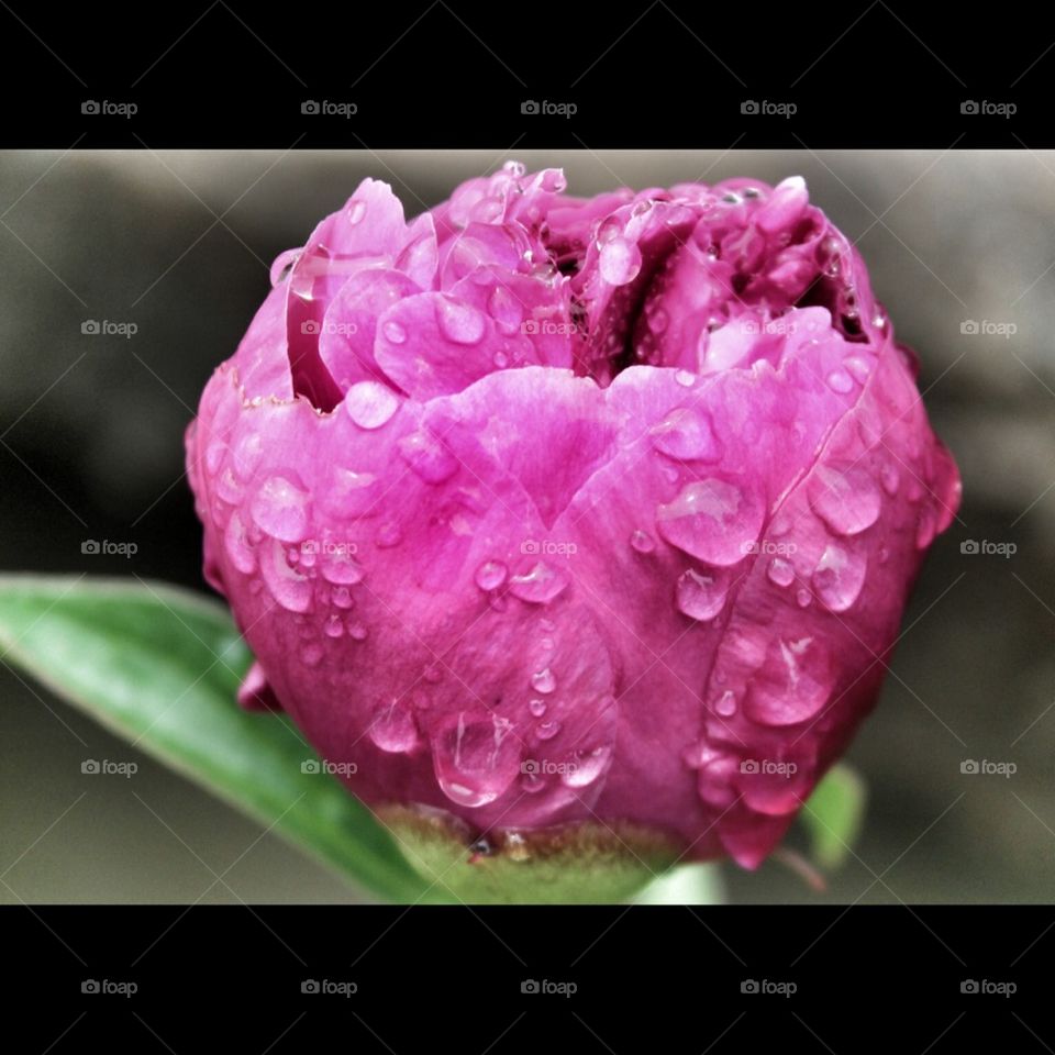 Raindrops on Peony