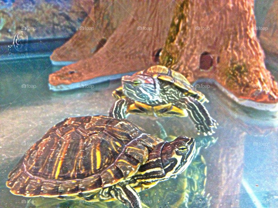 Turtles in the water
