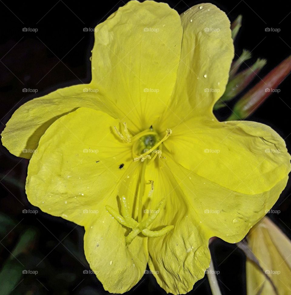 a pretty yellow flower