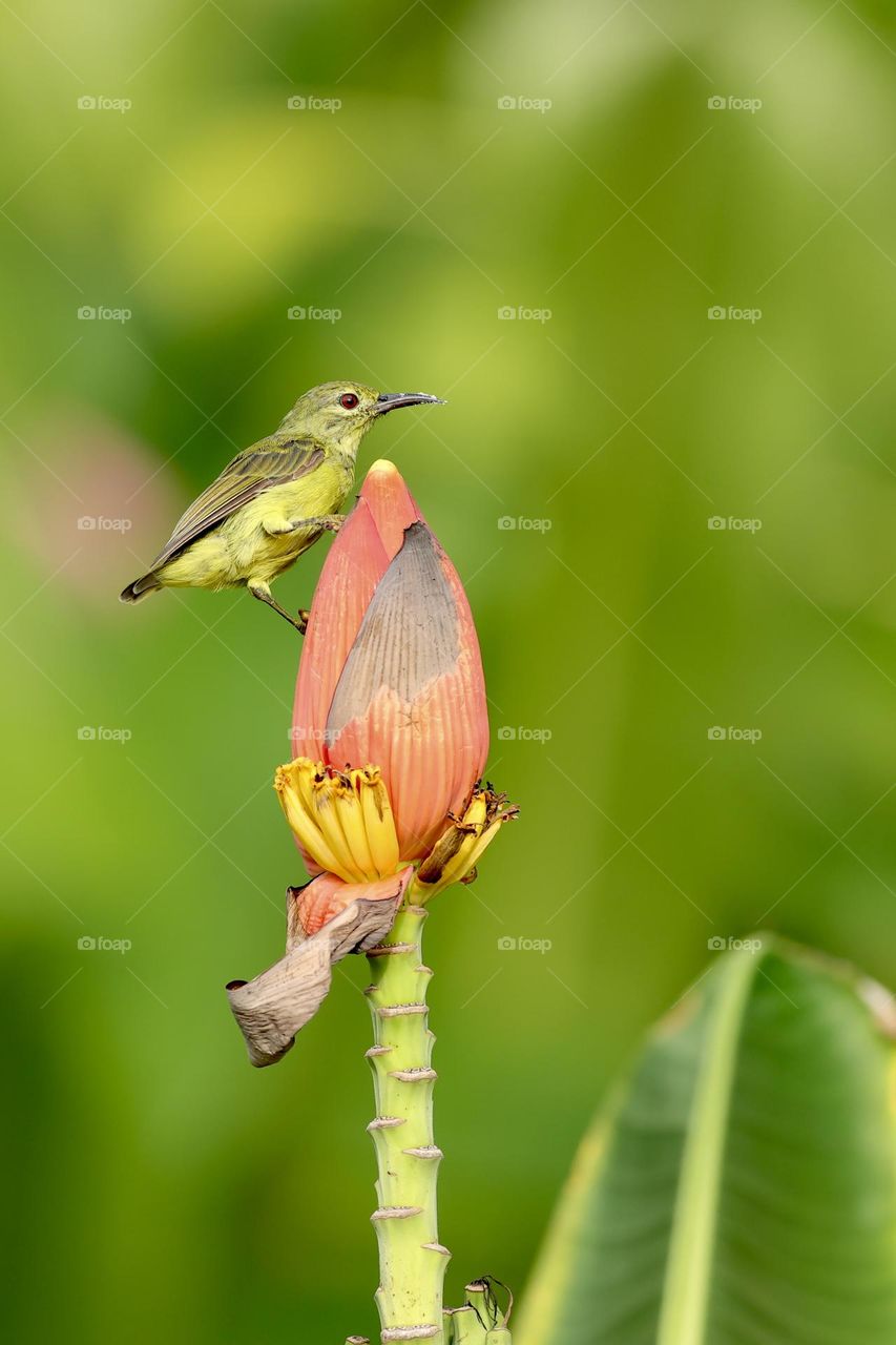 Brown-throated sunbird, Plain-throated sunbird
