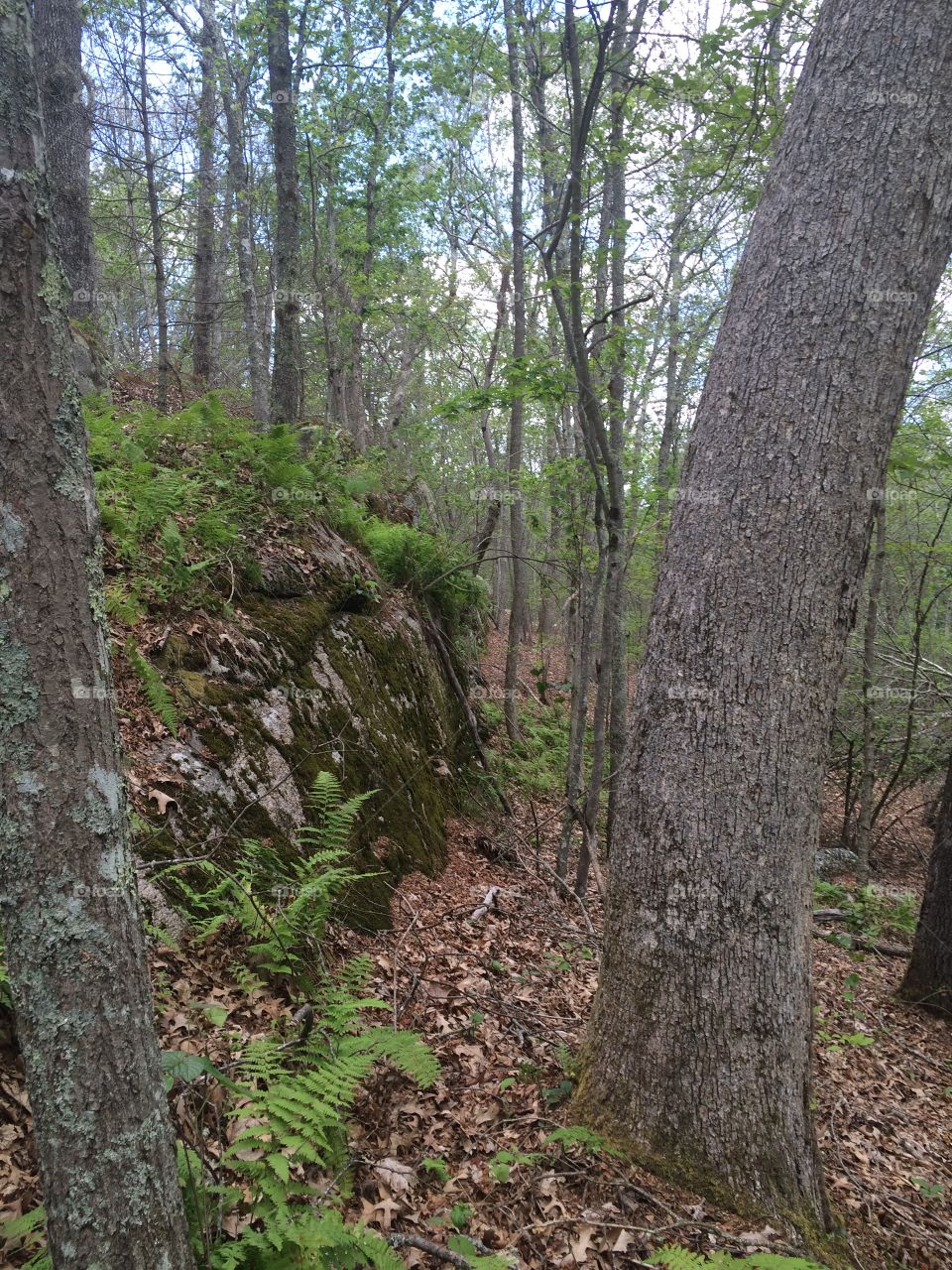 Rock ledge 