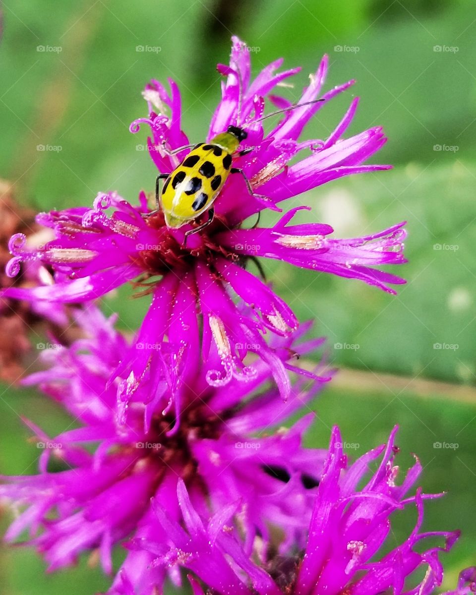 beautiful yellow bug on pretty wildflower