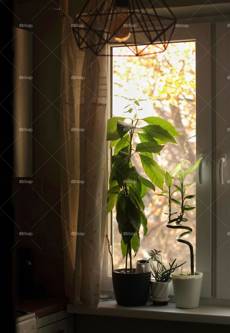 Avocado, bamboo and succulents on the windowsill in the kitchen