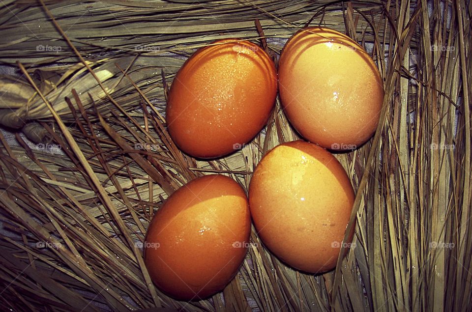 HEN EGGS FOOD