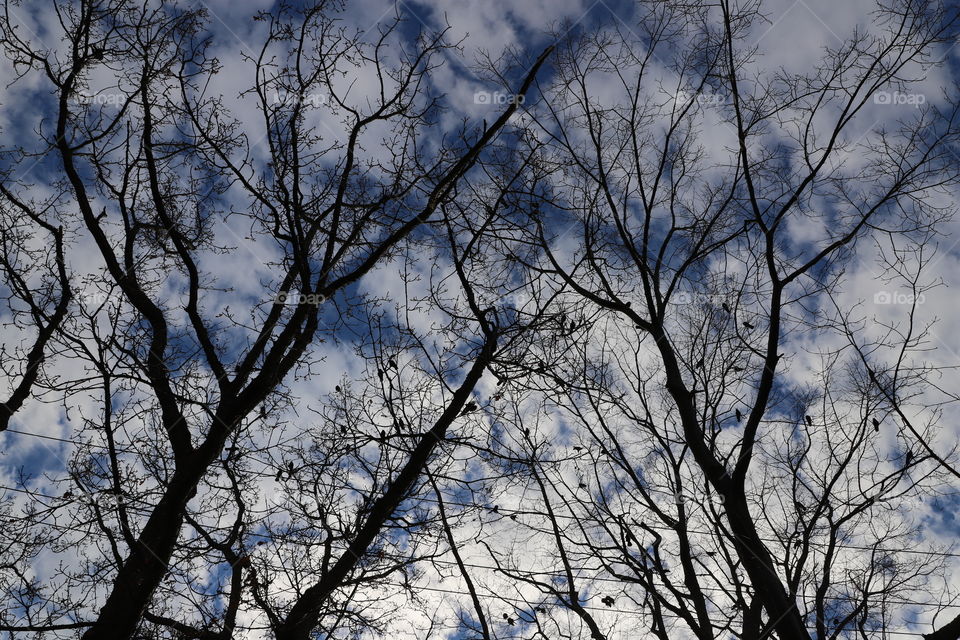 Crows perching on bare branches of tall trees in winter 