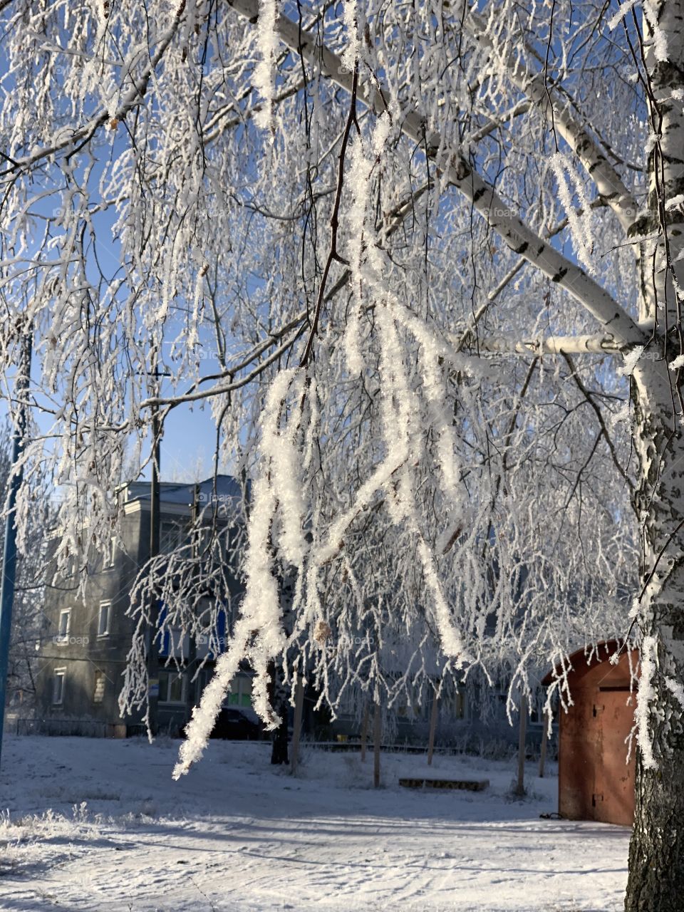 A birch is a symbol of Russia. Winter. 