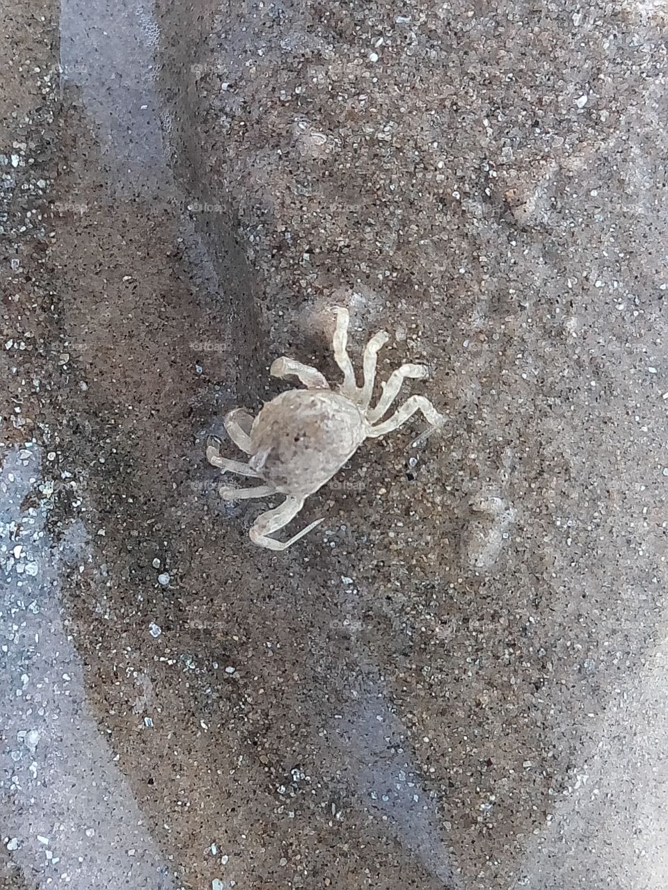 Baby crab