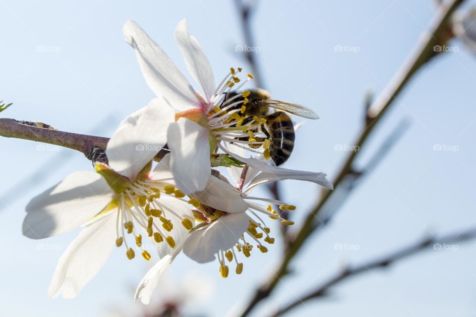 Spring flower with a bee.