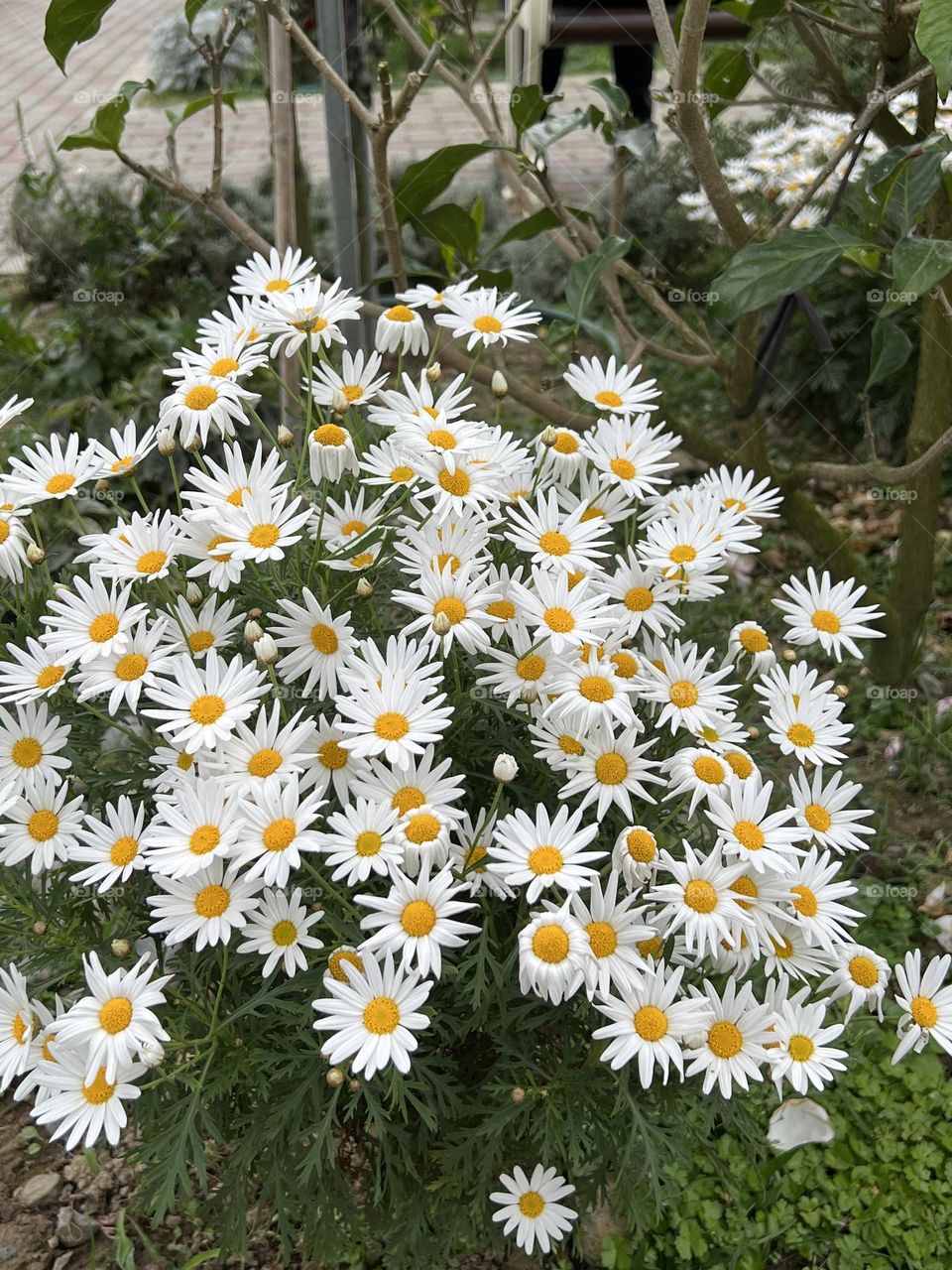 Little daisy in Yuanshan Flower Expo Park Taipei