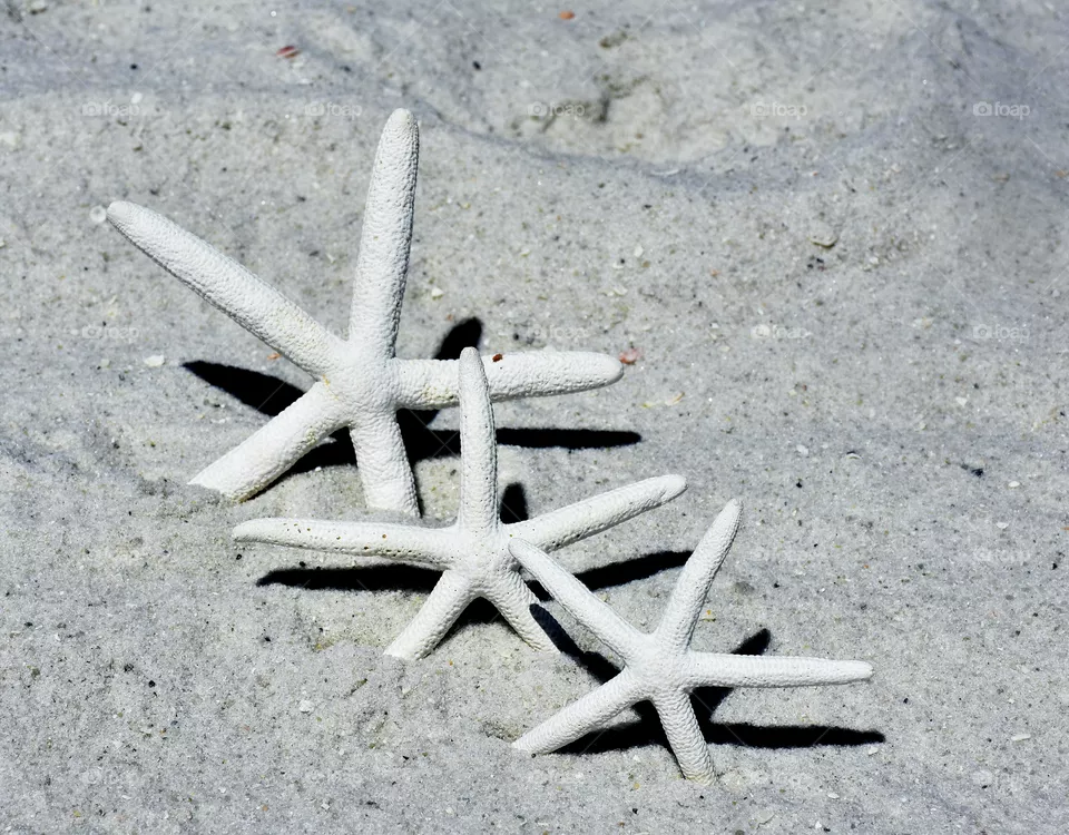 Starfish 