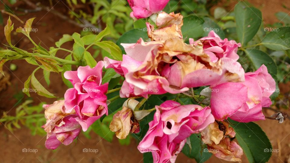 Plantas, flores e cores naturais. Roseiras bonitas.