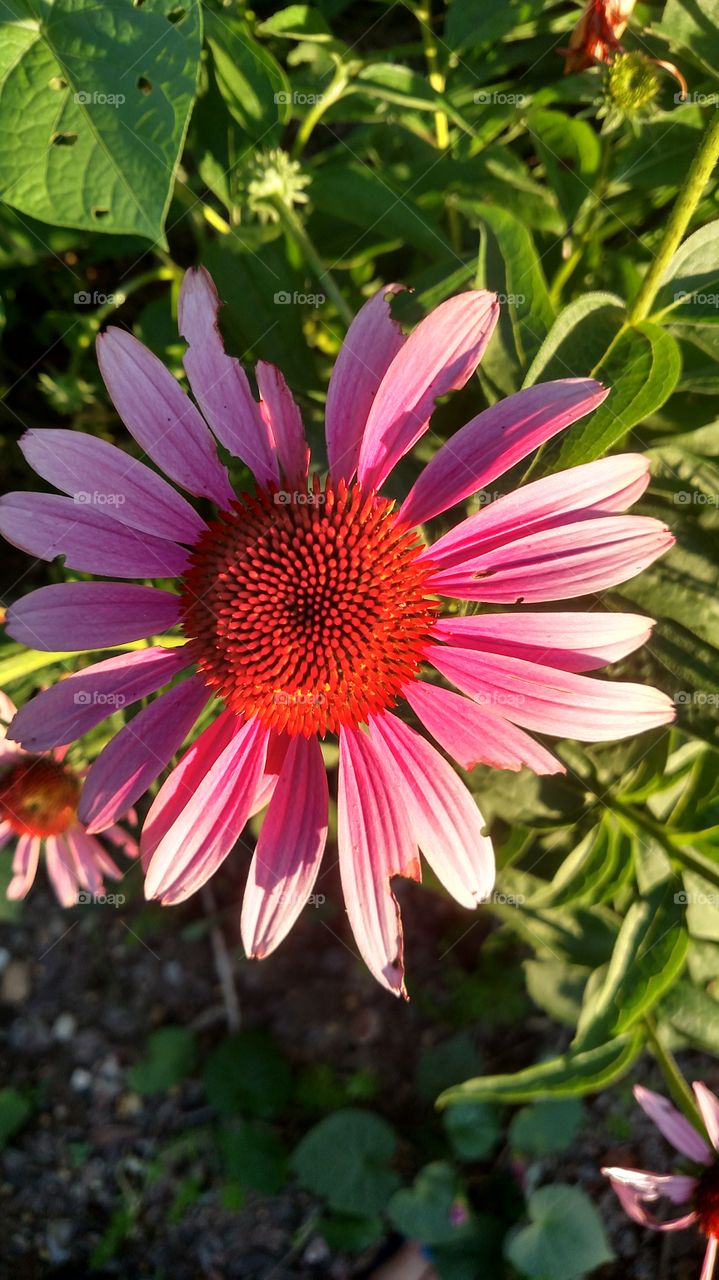 Brilliant pink Daisy in the afternoon sunlight