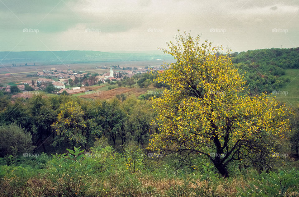 Autumn view of a village in the valley near Targu Mures, Romania. Scenic landscape with a tree in the foreground.