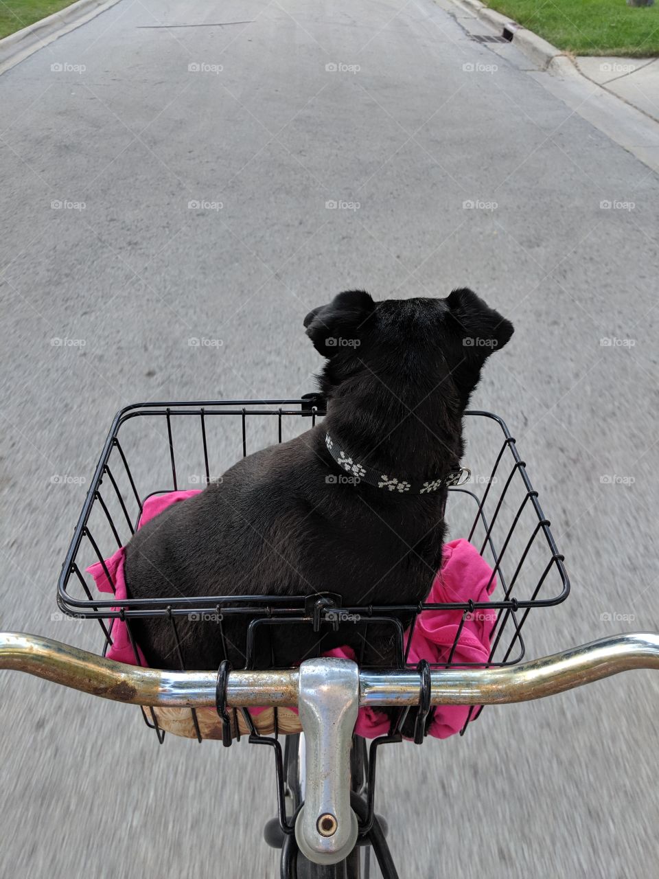 Out for a ride with my doggy girlfriend.
