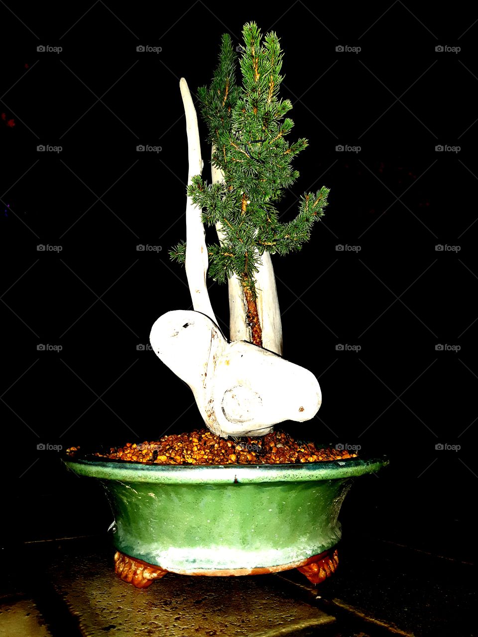 Tanuki Bonsai final step: put it into the soil and waiting for integration beetween living and dead entities