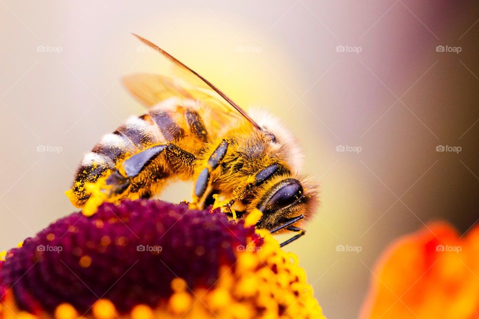 a colorful Portrait of a yellow and black striped bee collecting pollen on a flower. the insect is a collector.