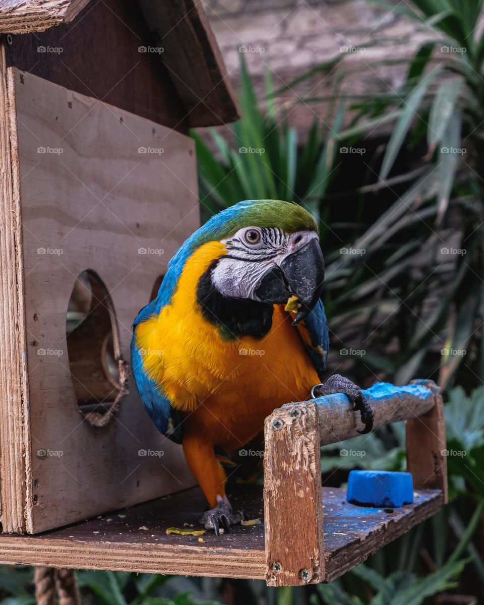 The blue-and-yellow macaw also known as the blue-and-gold macaw, is a large South American parrot with a mostly blue dorsum, light yellow/orange venter, and gradient hues of green on top of its head