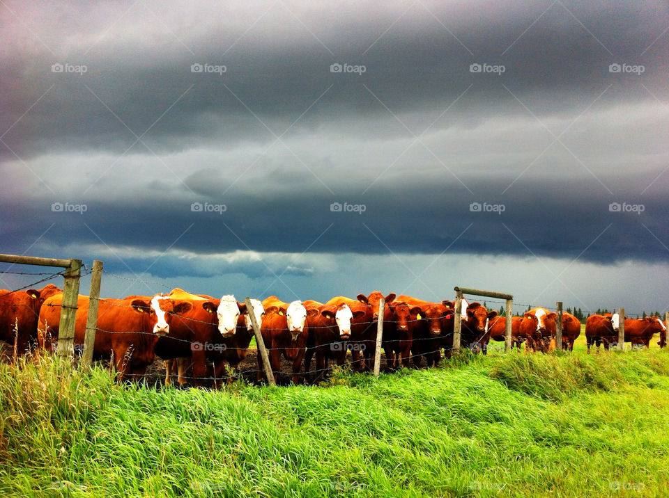 Cows lined up along a barbed wire fence with a hail storm coming in