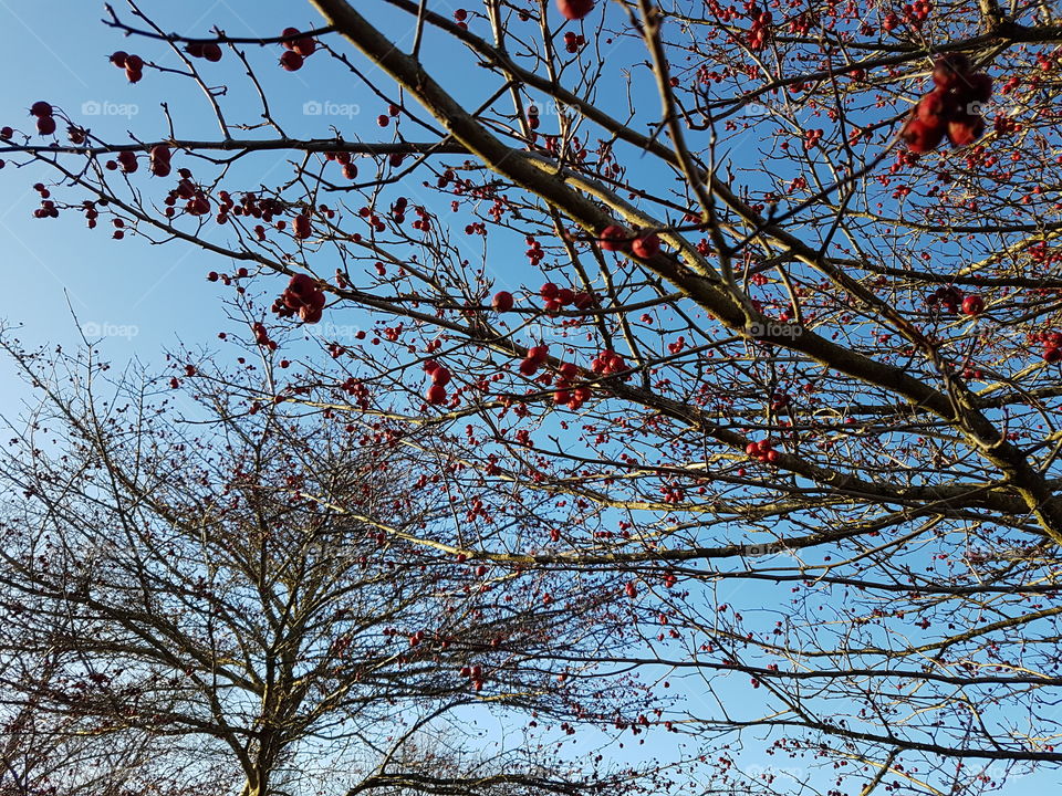 Tree, Branch, Winter, Season, Fall