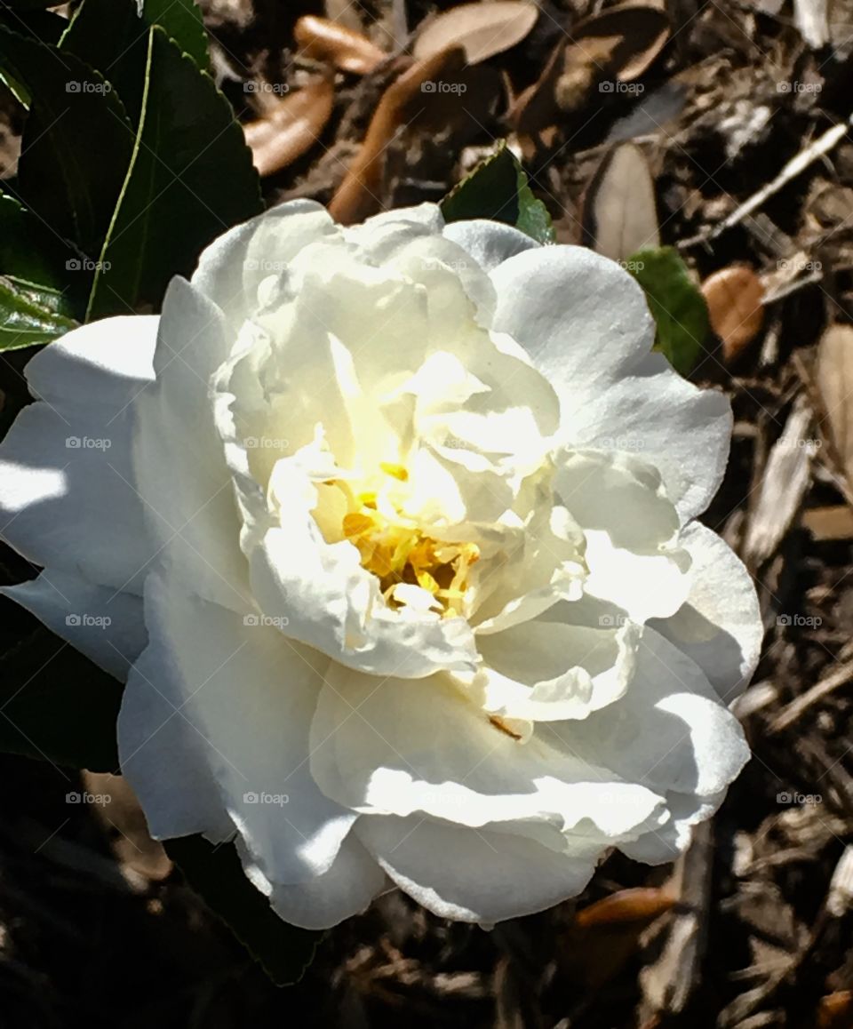 Mid-afternoon December light playing on a white Christmas Camellia 