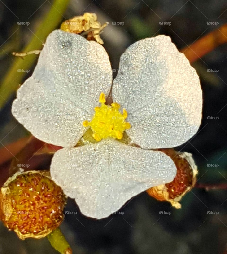 Nature, Flower, No Person, Flora, Leaf