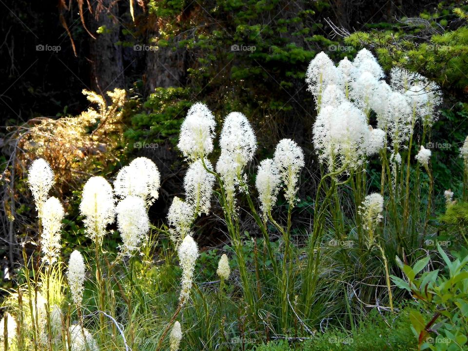 Montana Beargrass