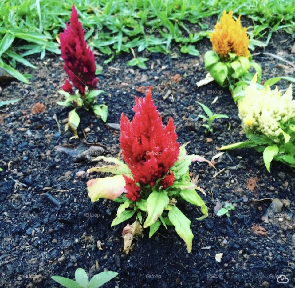 🌹 🇺🇸 Very beautiful flowers to brighten our day.  Live nature and its beauty. Did you like the delicate petals? / 🇧🇷 Flores muito bonitas para alegrar nosso dia. Viva a natureza e sua beleza. Gostaram das pétalas delicadas? 