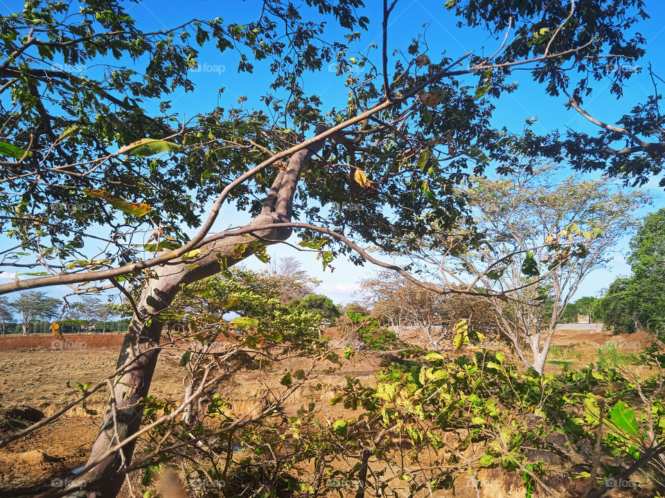 Naturally beautiful trees