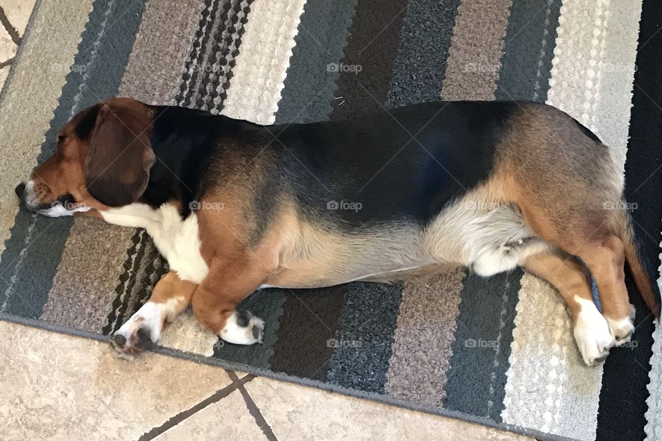 Sleeping beagle Basset Hound mix dog 