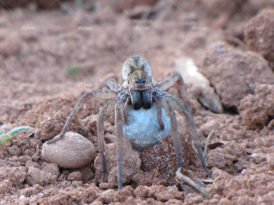 Mama spider with egg
