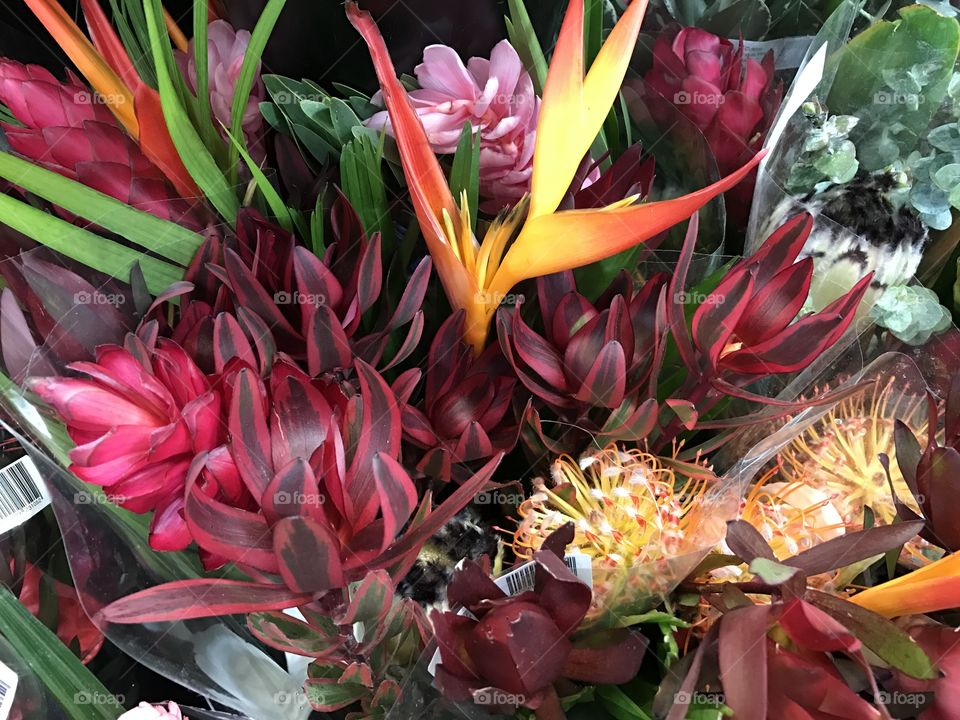 Beautiful Hawaiian Flowers 