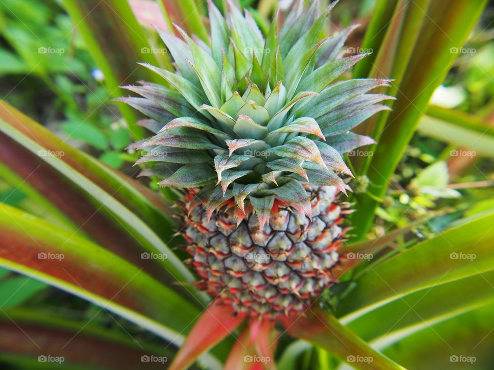 Close-up of pineapple