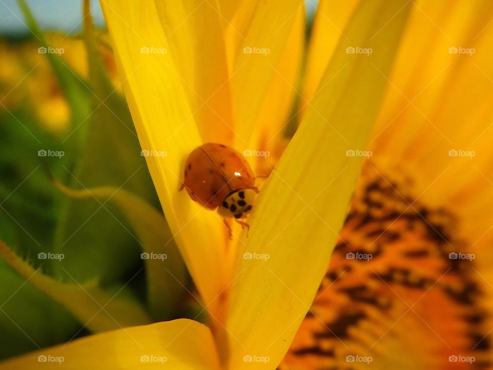 Ladybug on sunflower 