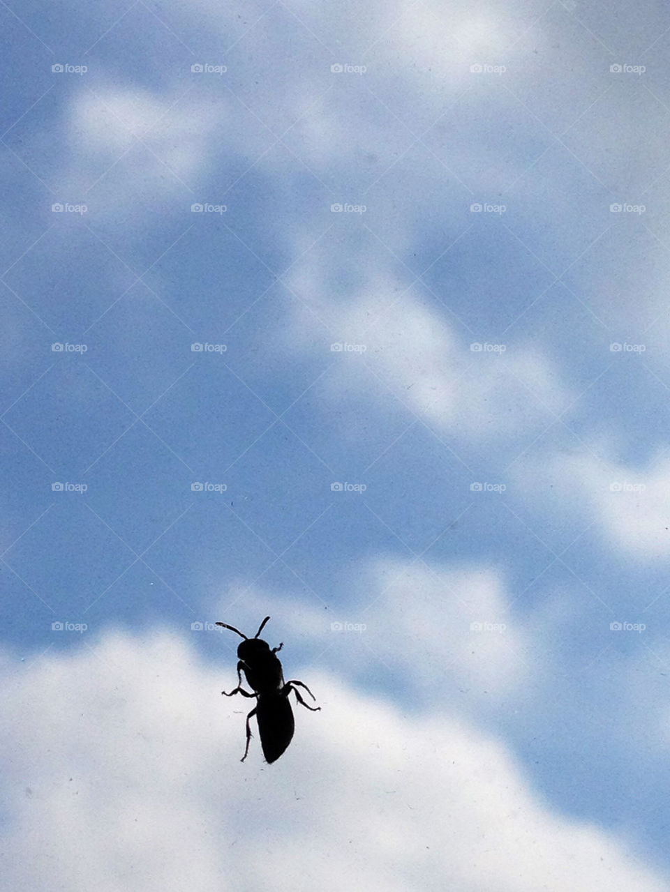 sky insect wallpaper himmel by cabday