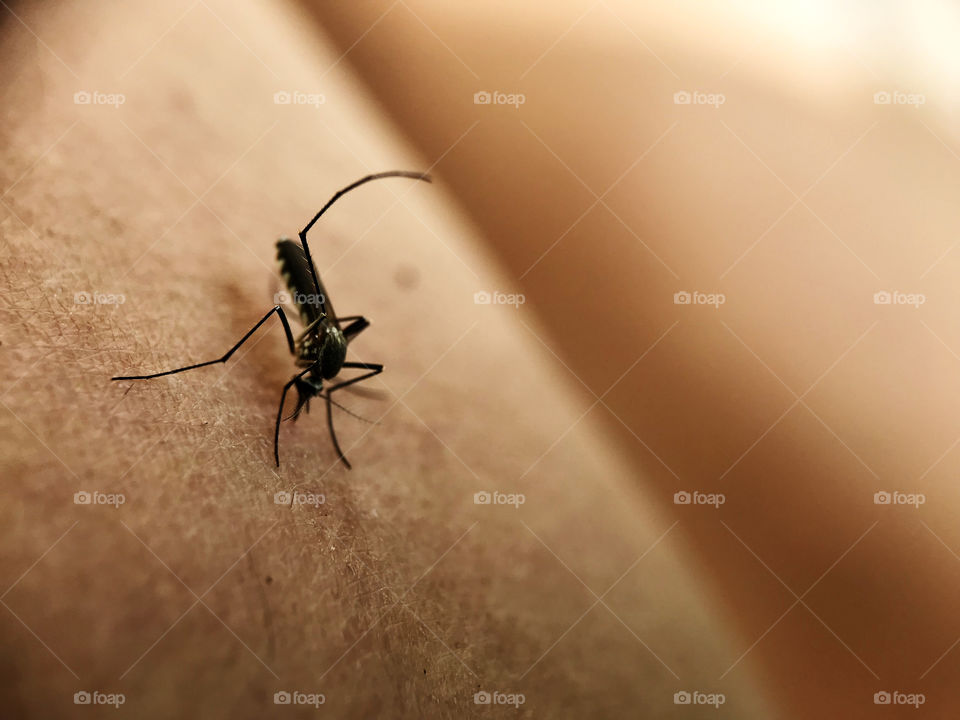 I did sacrifice myself to take a shot of a mosquito, after that did I kill it or not...it's a secret.