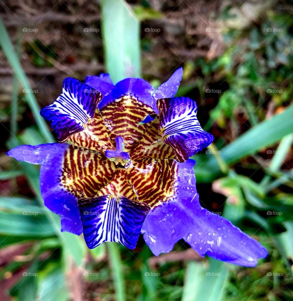 What an exotic flower we found on the street!  Purple, with a two-tone zebra-striped center.  Who designed it?  Ah, this kind of nature… /Que flor exótica encontramos na rua! Roxa, com miolo bicolor zebrado. Quem a desenhou? Ah, essa tal de natureza…