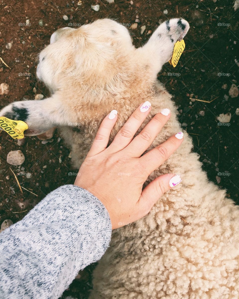 Petting a sheep