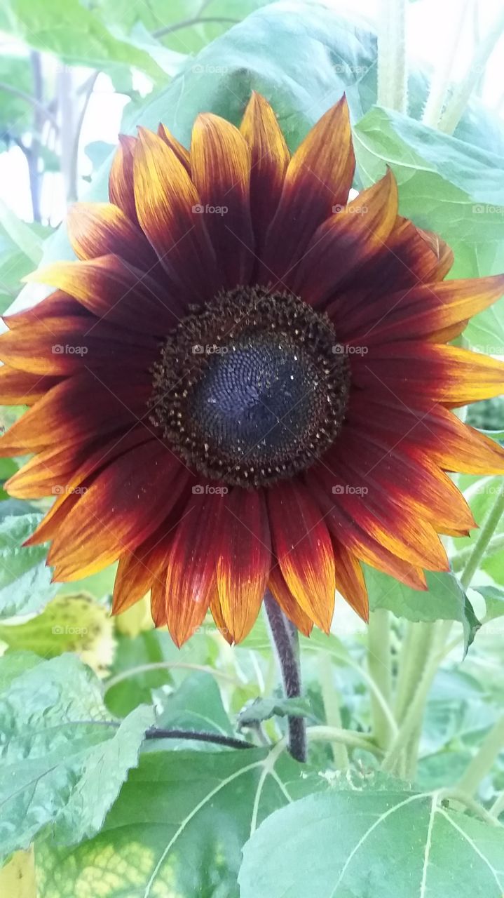 sunflower