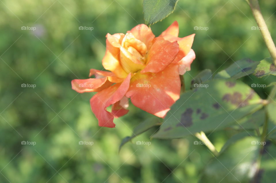 flower closeup