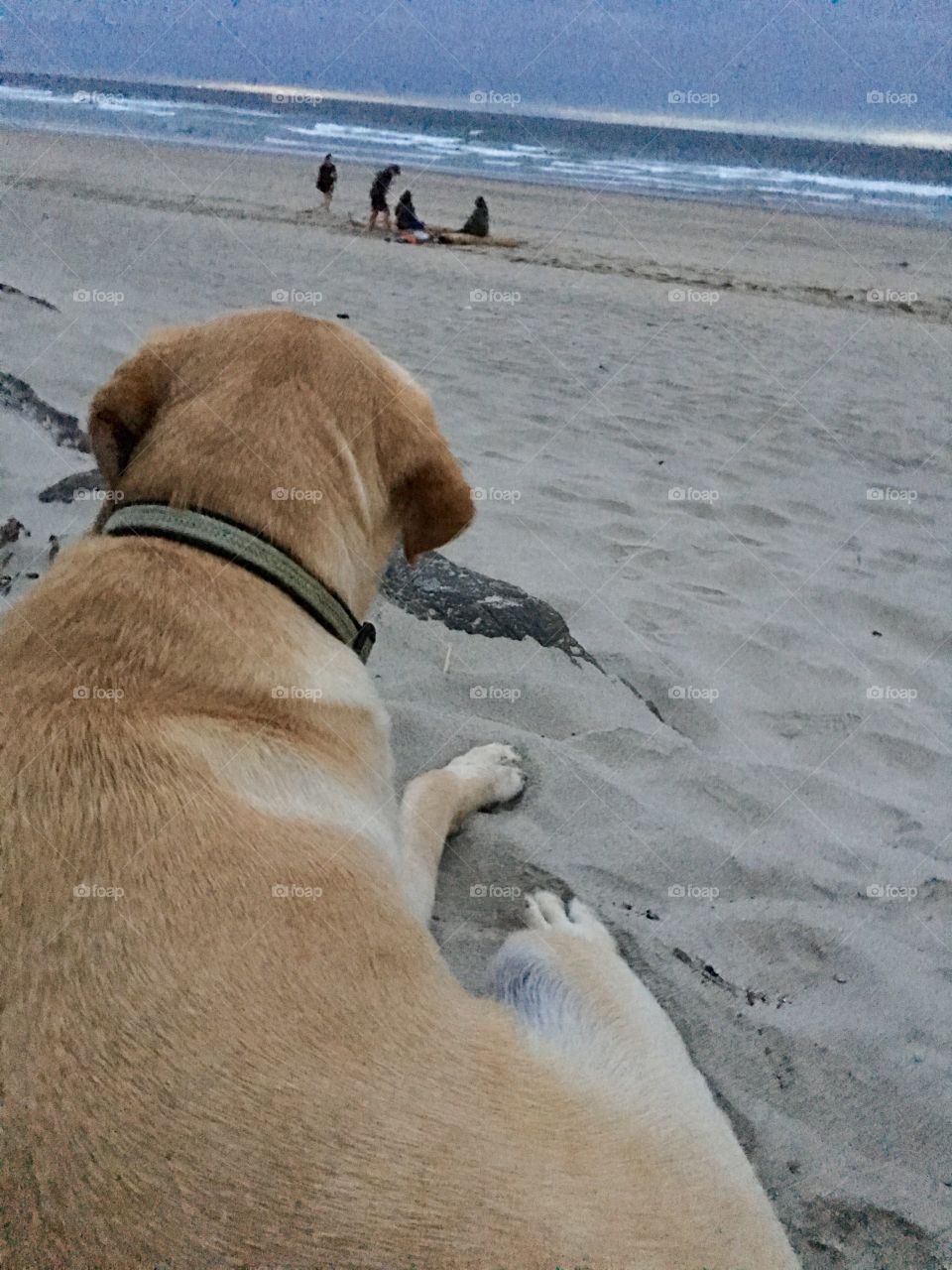 Dog on beach overlooking the ocean 