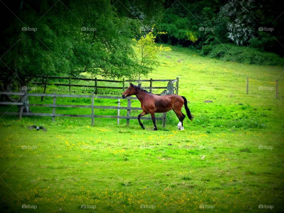 horse. horse on the meadows