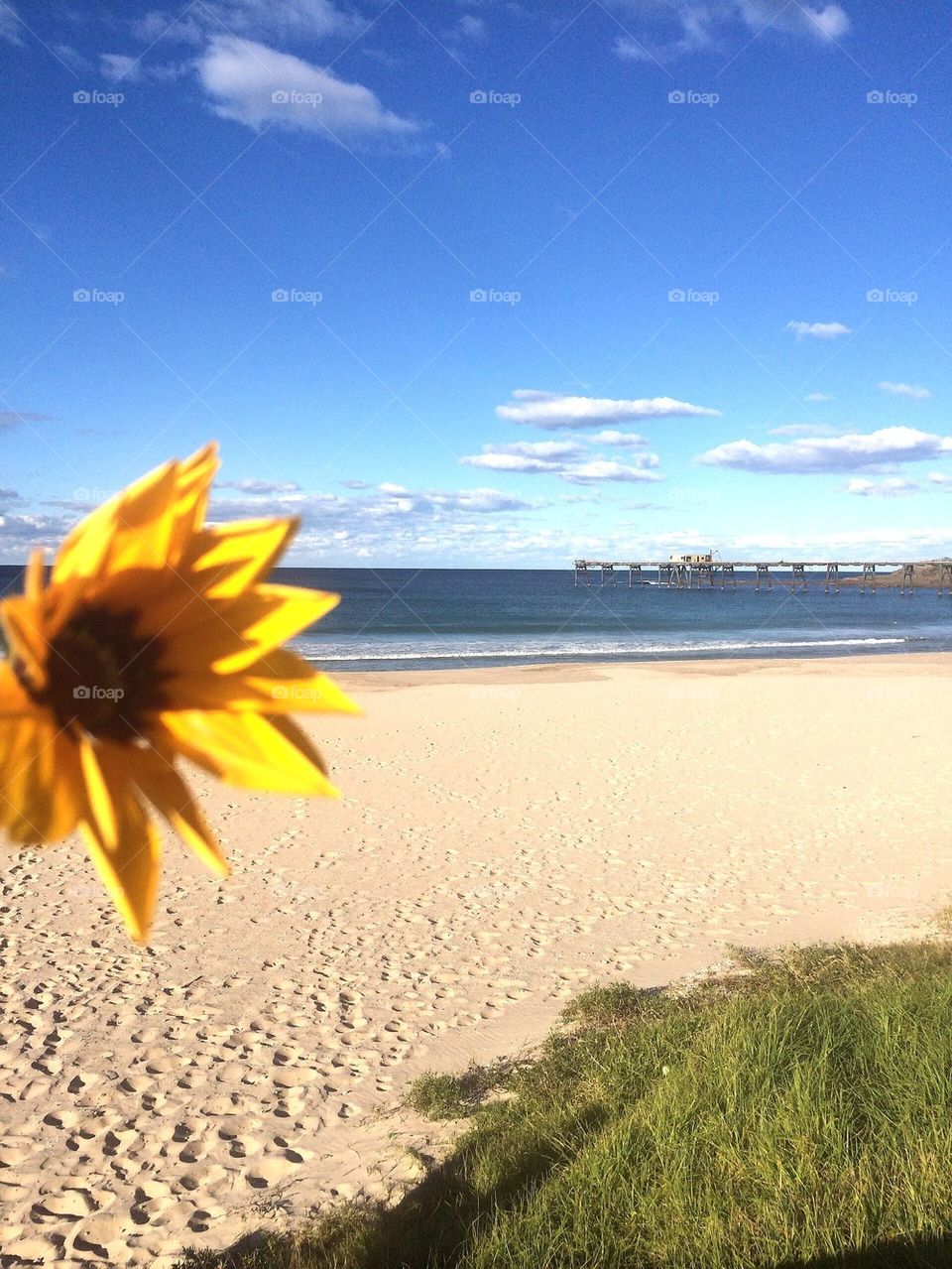 Flower beach view