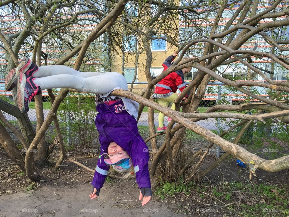 small children climbing trees