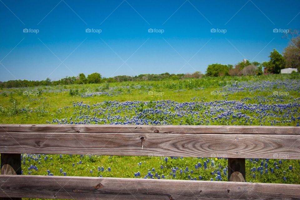 Texas Bluebonnets 