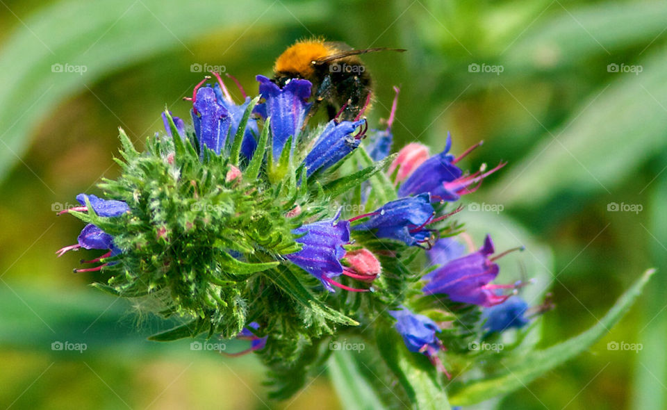 BEE AT WORK